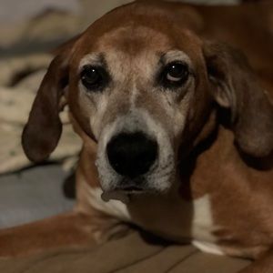 Meet your Posher, Ginger